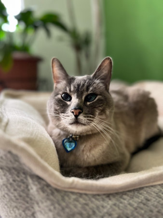 Beautiful gray cat with blue eyes sitting on the couch in the roomの写真素材