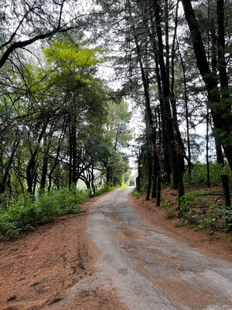 Dirt road in the forestの写真素材
