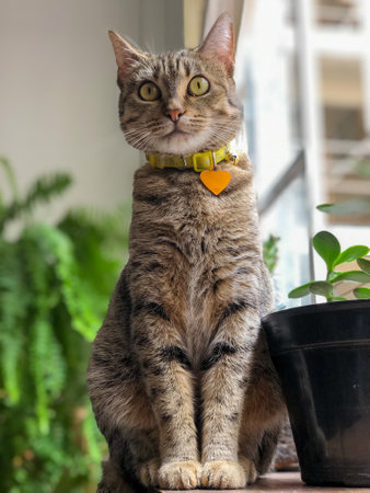 Tabby cat sitting on the windowsill.の写真素材