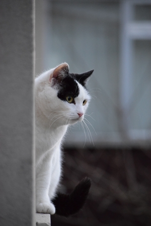 A curious and wary black and white catの写真素材