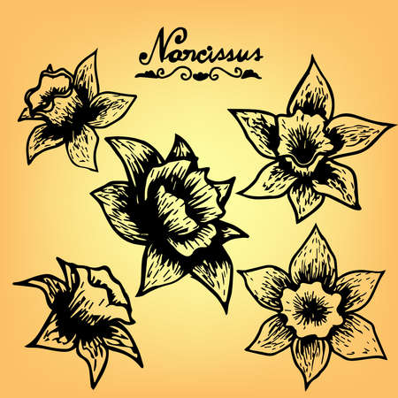 Narcissus flower monochrome Line Artのイラスト素材