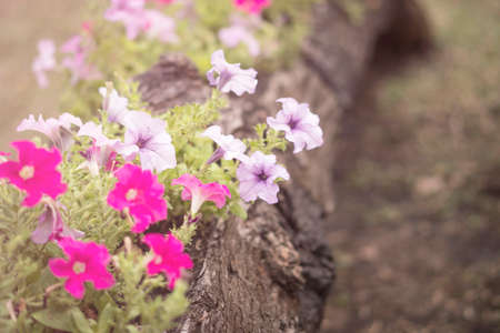 Beautiful garden flowerの写真素材