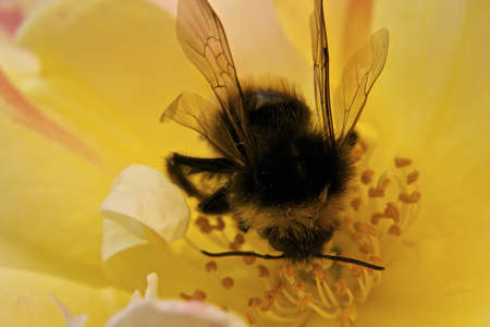 A macro shot of a bumblebee on yellow rose の写真素材