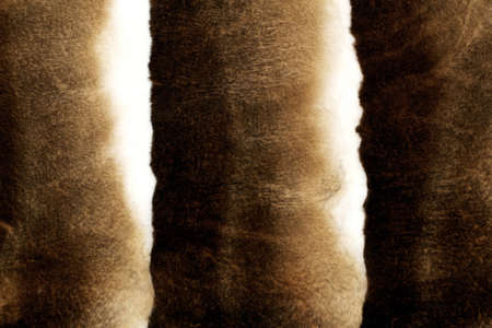 closeup a mink  fur background colored brown and white