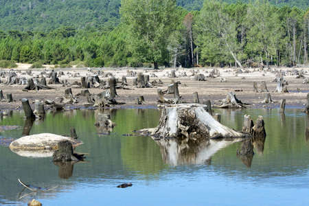 Destructed forest. Reserve of water,  Corsica, France, 2012の写真素材