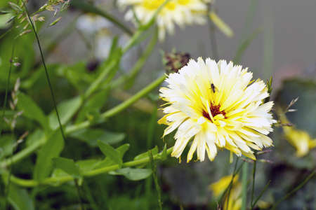 Beautiful Gerbera with bokeh lights. Soft focus.