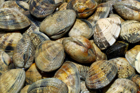 Clams Close-up, for spagetti vongole