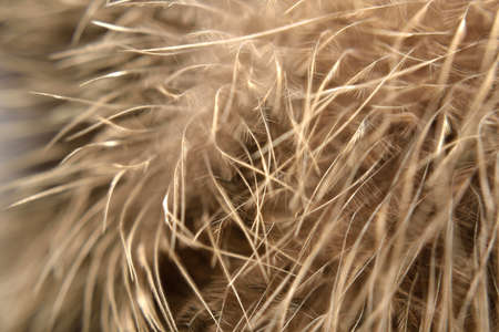 Bird brown  feathers, close-up