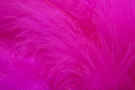 Rose Bird  feathers, closeupの写真素材