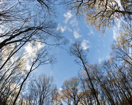 Treetop in the forest and blue sky, fisheye lensの写真素材