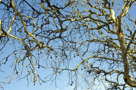  Closeup of a view looking through branches into the sky
