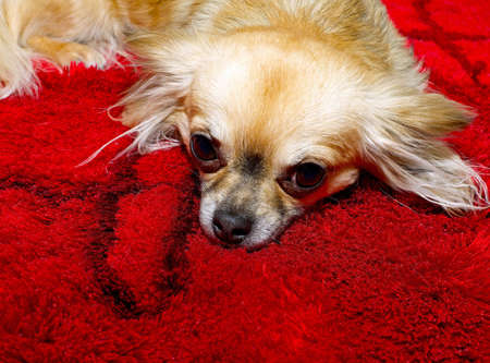 Chihuahua lying on red carpet and facing the camera.の写真素材