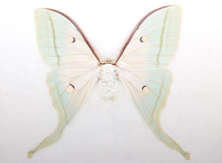 Butterfly on White Background, The Female Gindian Moon Moth.