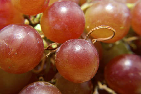 A closeup shot of a bunch of red grapesの写真素材