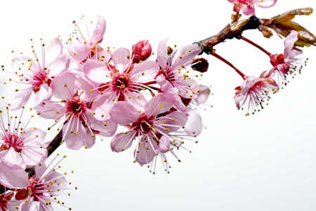 Spring image of a cherry tree blossom on white background.の写真素材