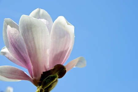The view from underneath a magnolia looking up to the sky. Space for copy available.の写真素材