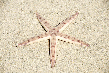 Top side of lively  Starfish in detail on the sand