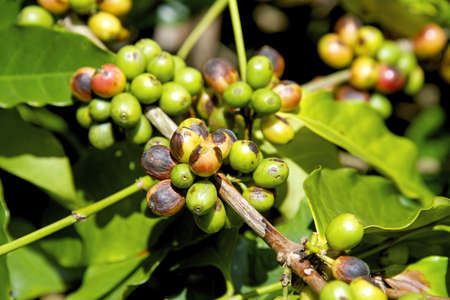 Coffee tree with ripe berries on farm
