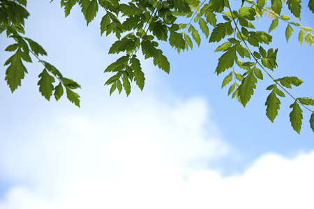 Closeup of green  leaves, brightly backlit against a blue sky