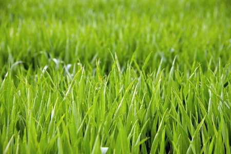Green Grass. This stock image has a horizontal composition.