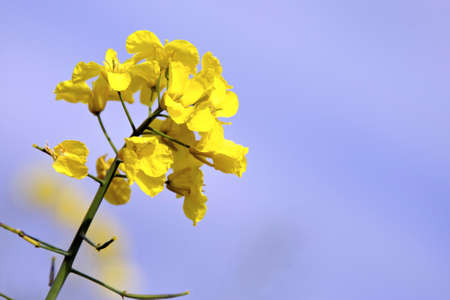A closeup of some Rape seed oil flowers.
