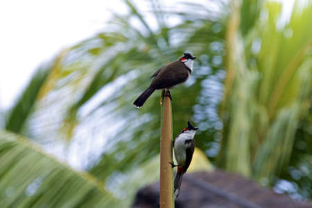 A closeup of a tropical birds, taken in Mauritiusの写真素材