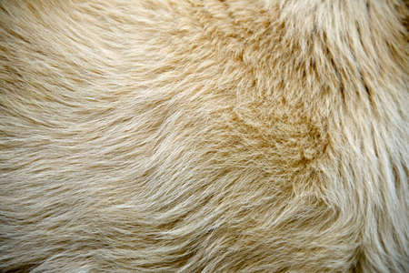 close up of dog hair as animal background