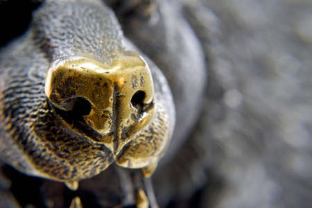 Incredibly sensitive nose of a bear, bronze sculpture