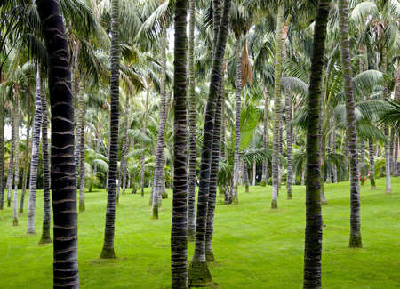 plantation of palm trees on a tropical islandの写真素材