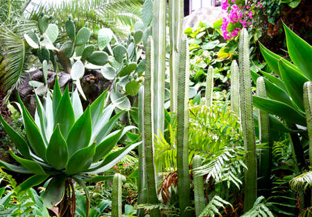 Several species of cactus, tropical island 