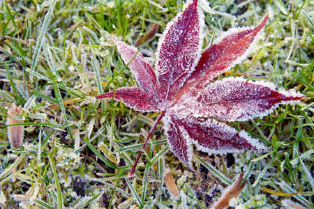 Hoar-frost on a fallen leaf in winterの写真素材