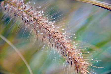 Shot dry grass with water drops on it の写真素材