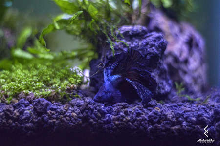 Betta Fish Tankのeditorial素材