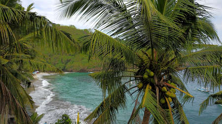 Coconut trees with tosca beach colored backgroundの写真素材
