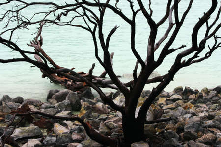 Black dead tree surrounded by bunch of stones near blue waterの写真素材