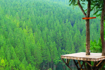 The pine forest green with nature sky tree woodの写真素材