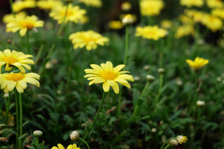 The beautiful daisy yellow flowers in the lovely garden on sunny dayの写真素材