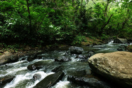 River stream through stones on a rainforest with bushy tree in the sideの写真素材
