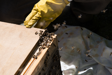 beekeeper with beehiveの写真素材