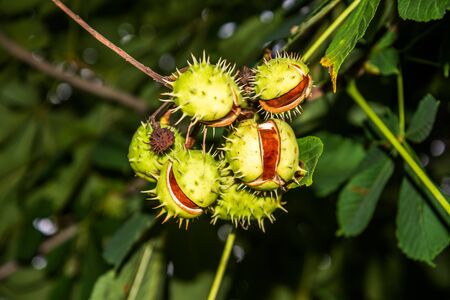 Horse-chestnut or conker tree seeds.の写真素材