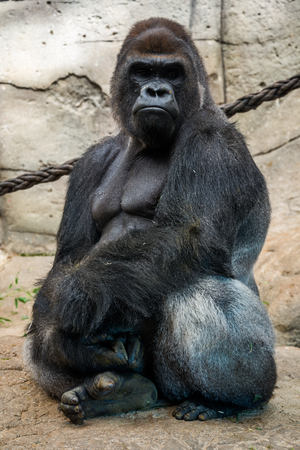 Male gorilla.の写真素材