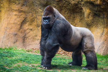 Male gorilla.の写真素材