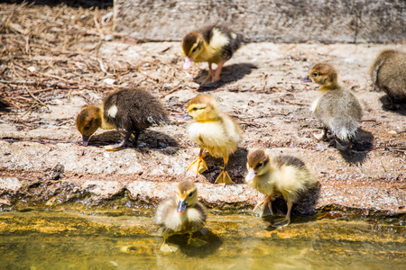 Ducklings.の写真素材