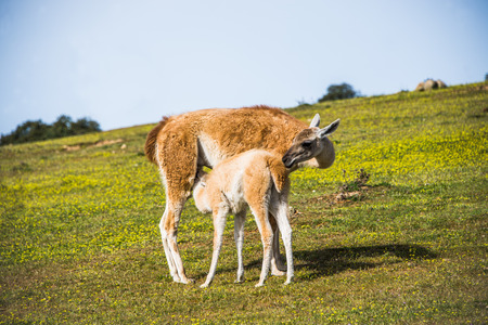 With llama breedingの写真素材
