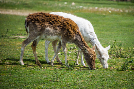 Albino deer.の写真素材