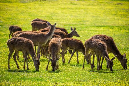 Deers eating.の写真素材
