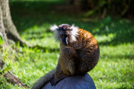 Lemur Red Ruffed