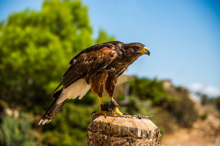 Harris hawk