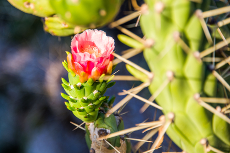 austrocylindropuntia subulata backebの写真素材