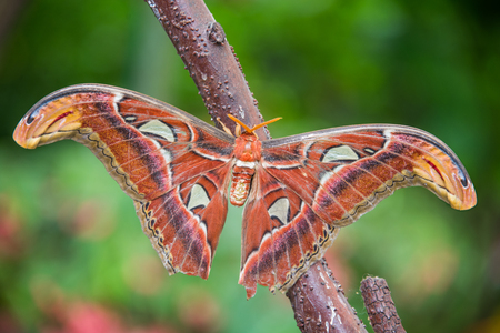 Attacus atlasの写真素材